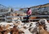 Blow to Australian beef producers