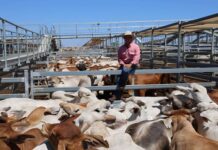 Blow to Australian beef producers