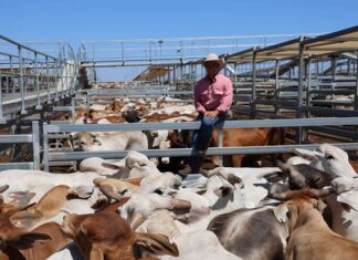 Blow to Australian beef producers as China hikes tariff