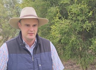 Long cattle tick battle