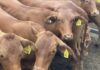 Producer confidence surges as cattle sector heads into 2026