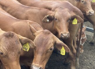 Producer confidence surges as cattle sector heads into 2026