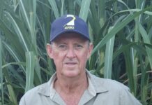 Strong Crops, Weak Prices, and a Global Sugar Glut