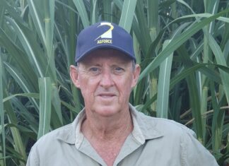 Strong Crops, Weak Prices, and a Global Sugar Glut