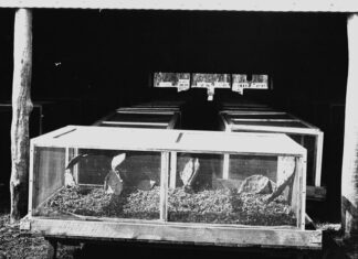 Prickly Pear history