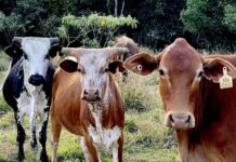 Boosted connectivity for whole herd monitoring