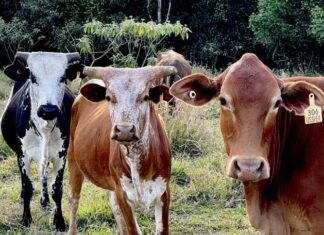 Boosted connectivity for whole herd monitoring