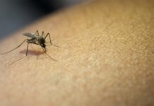 Managing mosquitos after floods