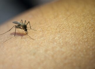 Managing mosquitos after floods