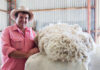 Sheep Sustainability Framework ready for next phase