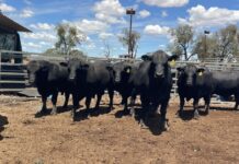 Embryo transfer costs now eligible under Disaster Recovery Grant funding