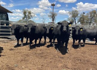 Embryo transfer costs now eligible under Disaster Recovery Grant funding