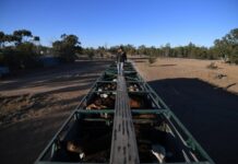 Fuel orders just ‘hopes and dreams’