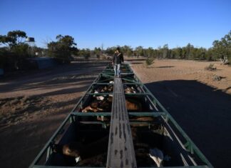 Fuel orders just ‘hopes and dreams’