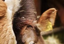 Seaweed compound shows major methane cuts in beef cattle