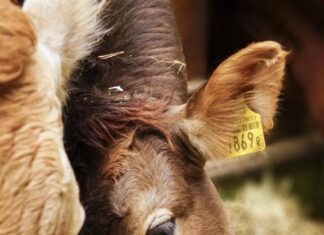 Seaweed compound shows major methane cuts in beef cattle