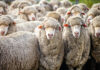 Tighter sheep supply expected