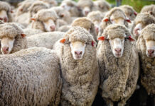 Tighter sheep supply expected