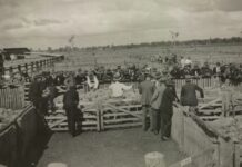 A sheep sale