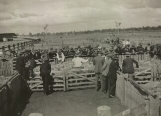 A sheep sale