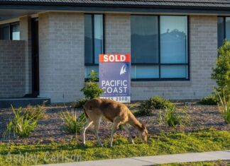 Feral deer breeding season action underway